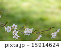 桜の花 15914624