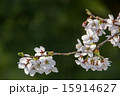 桜咲く 15914627