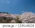 桜の山公園のさくら 15914628
