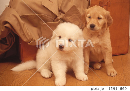 かわいい仔犬 15914669
