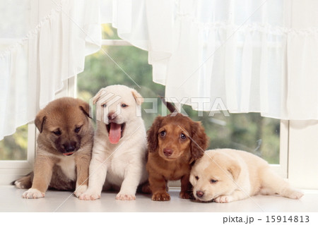 かわいい仔犬 15914813