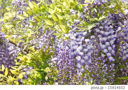 藤の花 藤の花 15914832