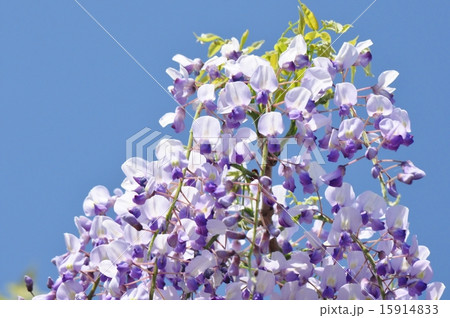 藤の花 藤の花 15914833