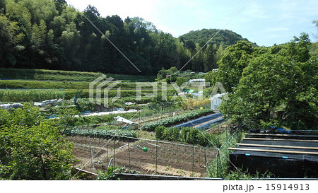 のどかな畑山 のどかな畑山 15914913