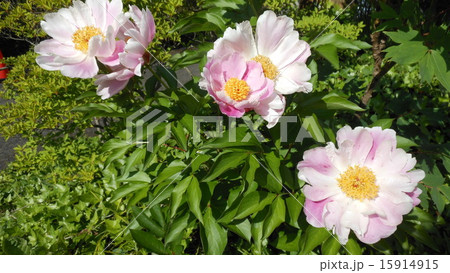 牡丹の花 15914915
