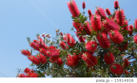 ブラシノキ 15914916