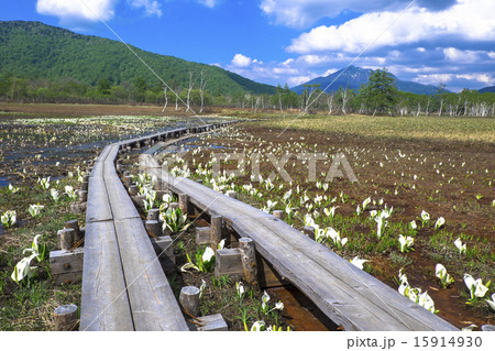 水芭蕉と燧ヶ岳 15914930