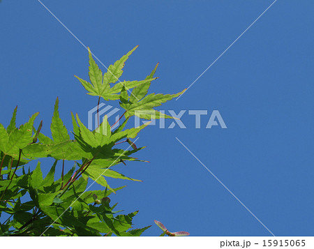 青もみじ 15915065