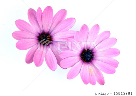 花ビラのクローズアップ素材の写真素材