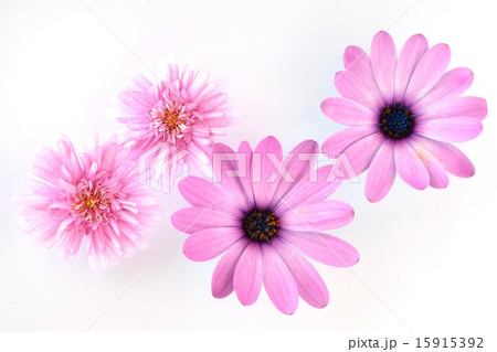花ビラのクローズアップ素材の写真素材