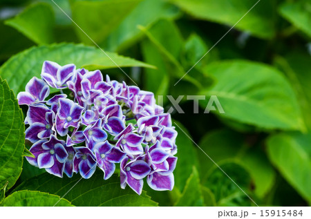 白縁の紫の紫陽花の写真素材