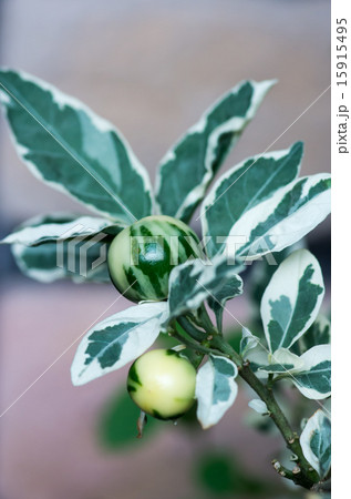 スノーザンゴ 15915495