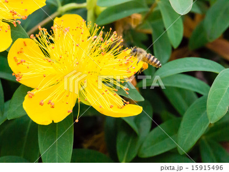 西洋金糸梅の花粉を集めるミツバチ 15915496