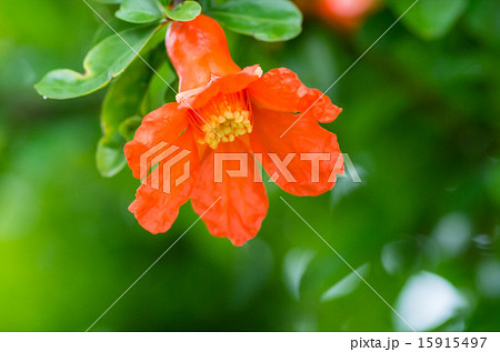 石榴の花 15915497