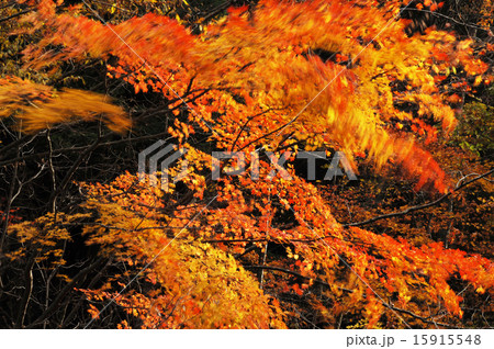 紅葉 もみじ 秋 盛秋 風 揺れる 葉 赤 花園渓谷 北茨城市 華川町の写真素材