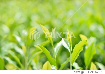 日本茶の若芽のクローズアップ 15916233