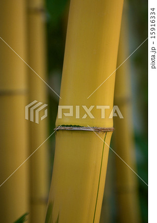 Yellow Bamboo branches 15916334