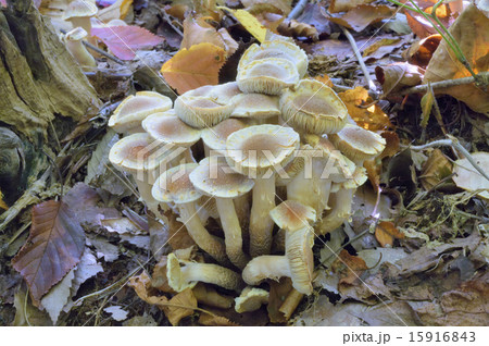 クリタケ 15916843