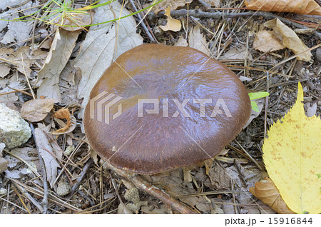 ヌメリイグチ ヌメリイグチ 15916844