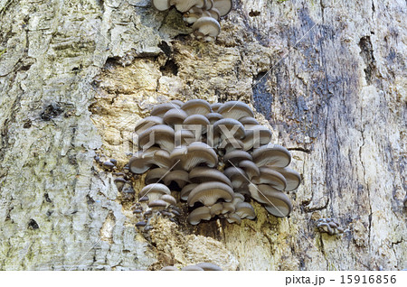 ヒラタケ ヒラタケ 15916856