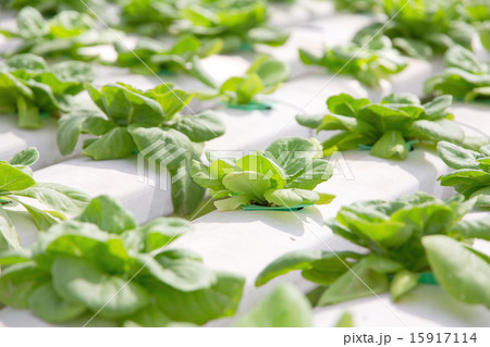 Hydroponics vegetable farm 15917114