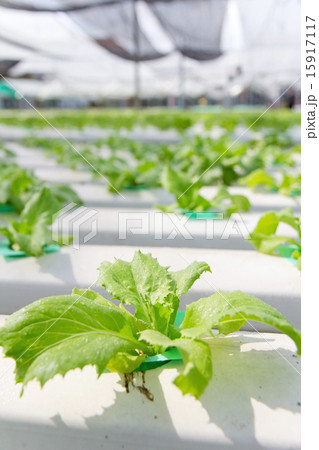 Hydroponics vegetable farm Hydroponics vegetable farm 15917117