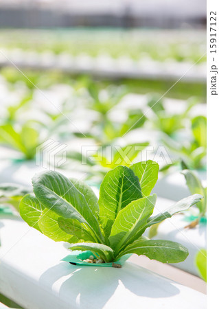 Hydroponics vegetable farm 15917122