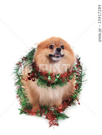 pomeranian dog dressed christmas decoration pomeranian dog dressed christmas decoration 15917284