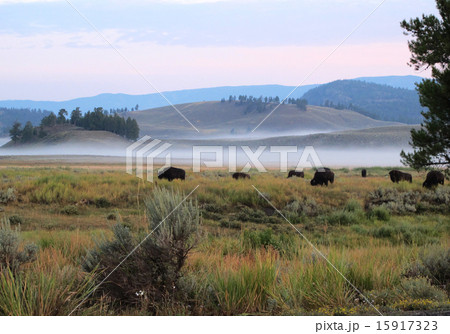 グティトン国立公園ジャクソンホール夕もやのヤマヨモギの大草原のバッファロー 15917323