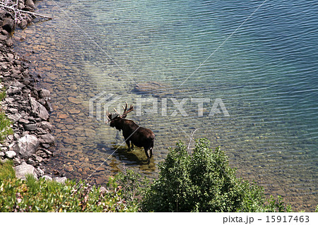 グランドティトン国立公園ジャクソンホール,ジェニーレイク湖岸のムースと透き通る湖 15917463