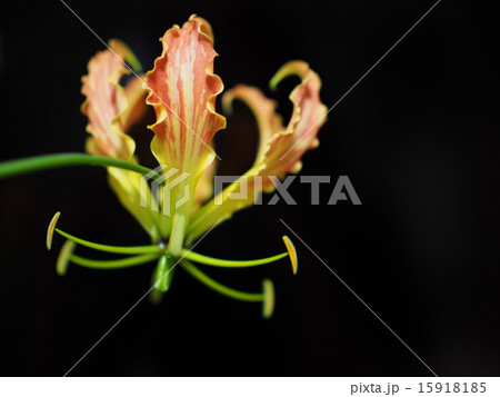 ユリグルマ 15918185