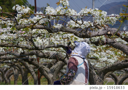 花粉交配 梨の花粉交配 花粉交配 梨の花粉交配 15918633