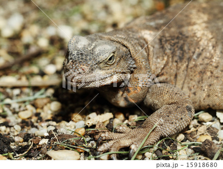 monitor lizard monitor lizard 15918680