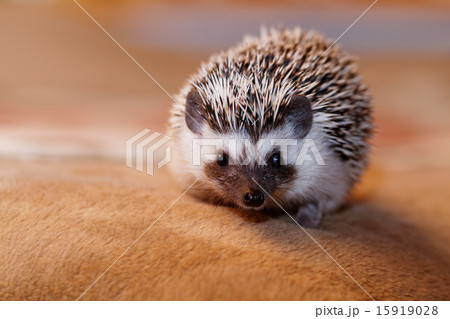 African white- bellied hedgehog African white- bellied hedgehog 15919028