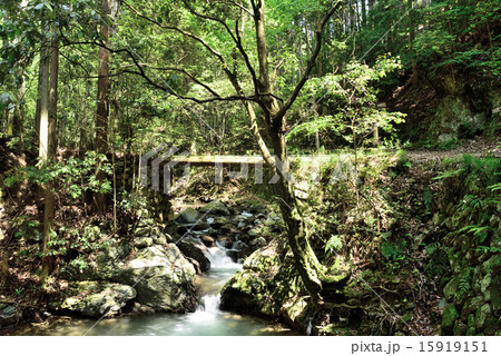 森の中の丸木橋の写真素材 15919151 Pixta