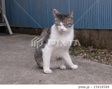 居眠りノラ猫 15919589