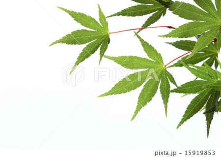 夏の背景素材 15919853