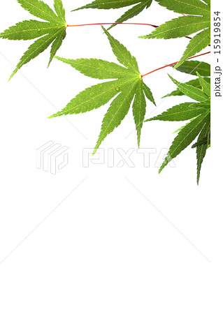 夏の背景素材 15919854