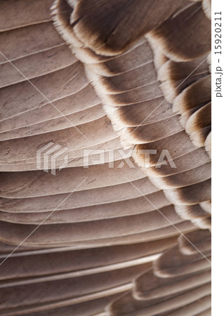 Feathers 15920211
