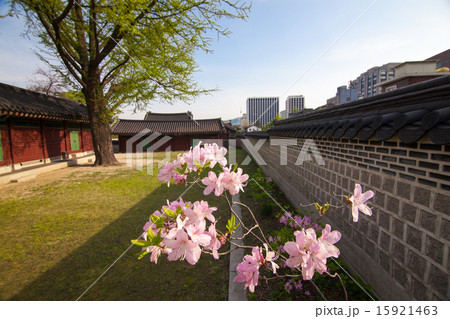 Rhododendron branch in Changdeokgung Palace 15921463