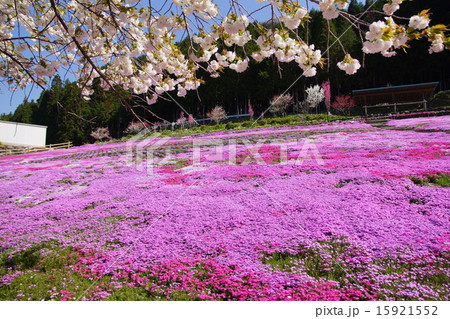 国田家の芝桜の写真素材