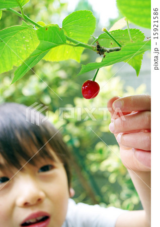 サクランボ狩りイメージ 15921586