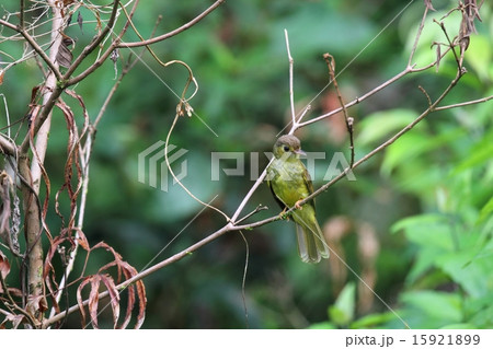 Hairy-backed Bulbul（エリゲヒヨドリ） 15921899
