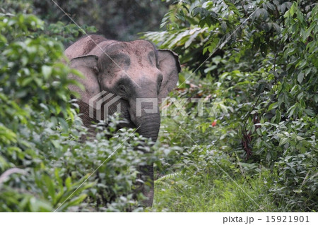 ボルネオゾウ 15921901