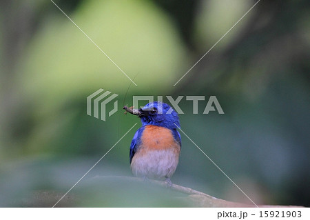 昆虫を捕食するMalaysian Blue Flycatcher♂ 15921903