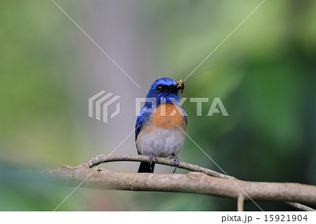 昆虫を捕食するMalaysian Blue Flycatcher♂ 15921904