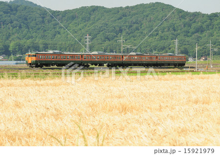 麦秋の麦畑を走る両毛線の115系電車 15921979