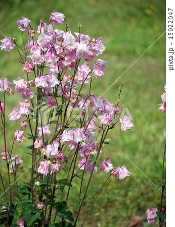 西洋オダマキ 15922047