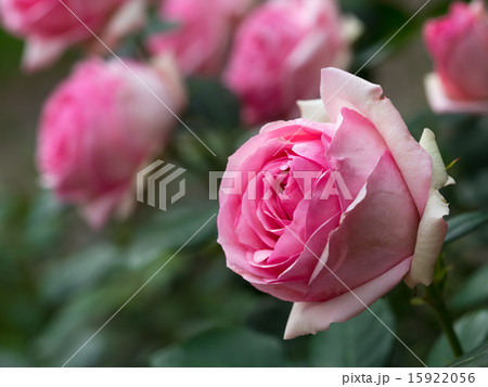 薔薇園のピンクの薔薇 15922056