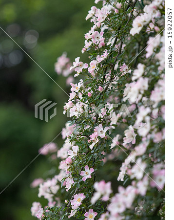 可愛い一重の蔓薔薇 可愛い一重の蔓薔薇 15922057